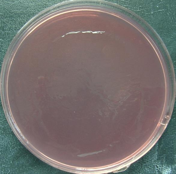 Agar - 0,5 ppm.