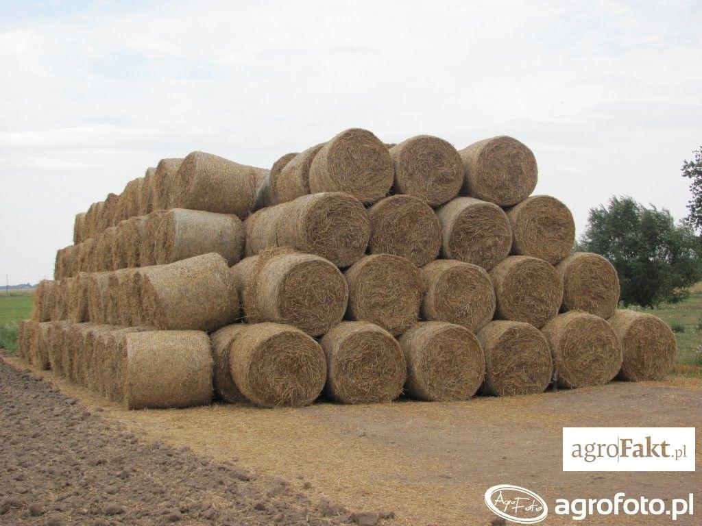 .pl https://www..pl Cena za tonę sprasowanego materiału oscyluje wokół 80 120 zł wraz z odbiorem z gospodarstwa mówi rolnik z Dolnego Śląska. (fot. AgroFoto.