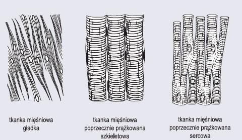 TKANKA MIĘŚNIOWA Tkanka mięśniowa posiada zdolność aktywnego kurczenia i rozkurczania się