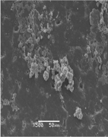 skolonizowana przez drobnoustroje, a wielkość powstałych mikrokolonii zawierała się w przedziale od 2 do 6 μm.