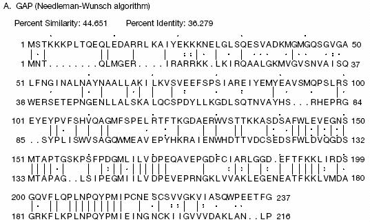 Przykład globalnego i lokalnego dopasowania Oznaczenia: - identyczne aminokwasy : - duże podobieństwo.