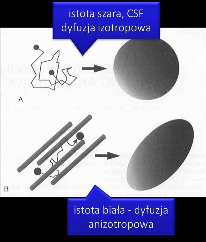 porusza się w jednym kierunku (np.