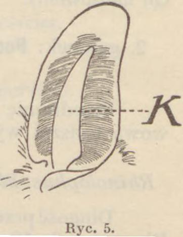 z Poznania). Przegląd rodzin. 1. a) Nozdrza okolone wyroślą skórną kształtu podkowy I. Rhinolopliidae.