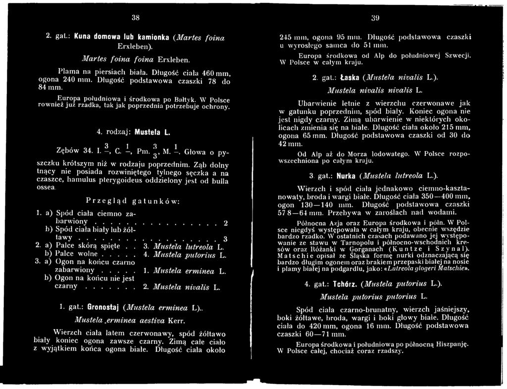 ..1. Mustela erminea L. b) Ogon na końcu nie jest c z a r n y... 2. Mustela nivalis L. 1 1. gat.: Gronostaj (Mustela erminea L).. Mustela.erminea aestiva Kerr.