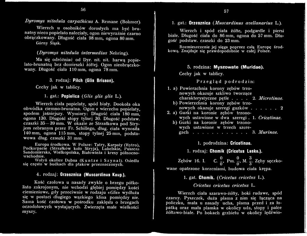 W okazie ze Strzałkowa pod Stryjem zebranym przez Fr. Schillego, dług. ciała wynosiła 140 mm, ogona 115 mm, stopy tylnej 25 mm, podstawowa dług. czaszki 31 mm. Europa środkowa.