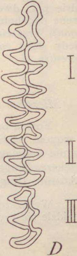 Polnik zwyczajny (Microtus arralis Pallas). Microtus arralis a n a lis Pallas. I I E I 1 Ryc. 12.