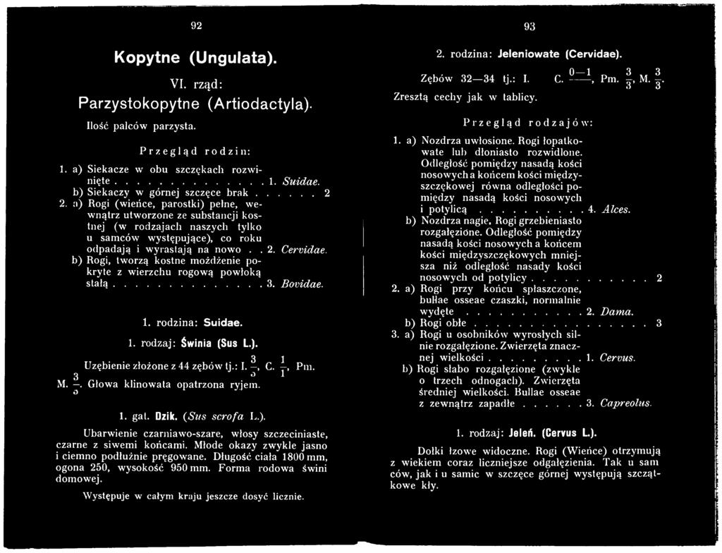 Długość ciała 1800 mm, ogona 250, wysokość 950 mm. Forma rodowa świni domowej. W ystępuje w całym kraju jeszcze dosyć licznie. 93 2. rodzina: Jeleniowate (Cervidae). Zębów 32-34 tj.: I. C. ^=1, Pm.