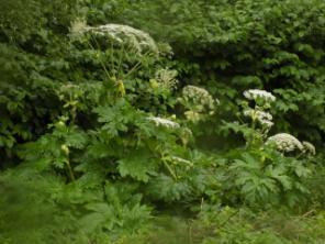 W związku z coraz to częstszymi doniesieniami o nasilającym się w niektórych rejonach kraju rozprzestrzenianiu barszczu Sosnowskiego (Heracleum sosnowskyi), chcielibyśmy zarekomendować Państwu