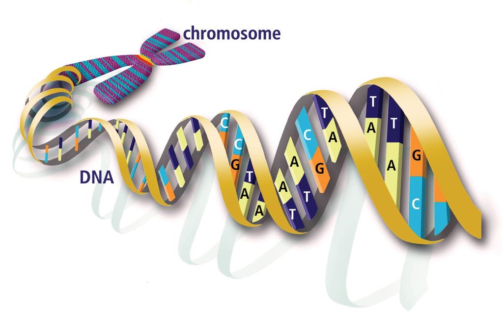 Materiał genetyczny Źródło: http://genomics.energy.