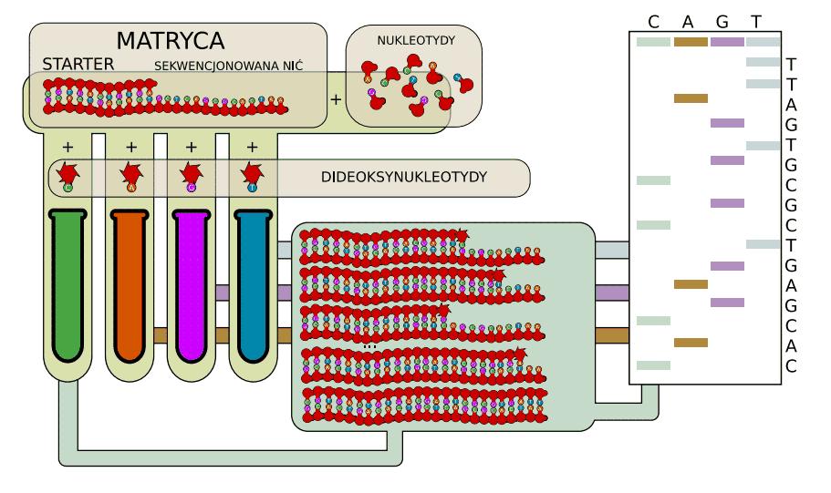 Reakcje chemiczne pozwalające na wyznakowanie