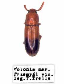 The occurrence of Tenebrionidae in Poland 91