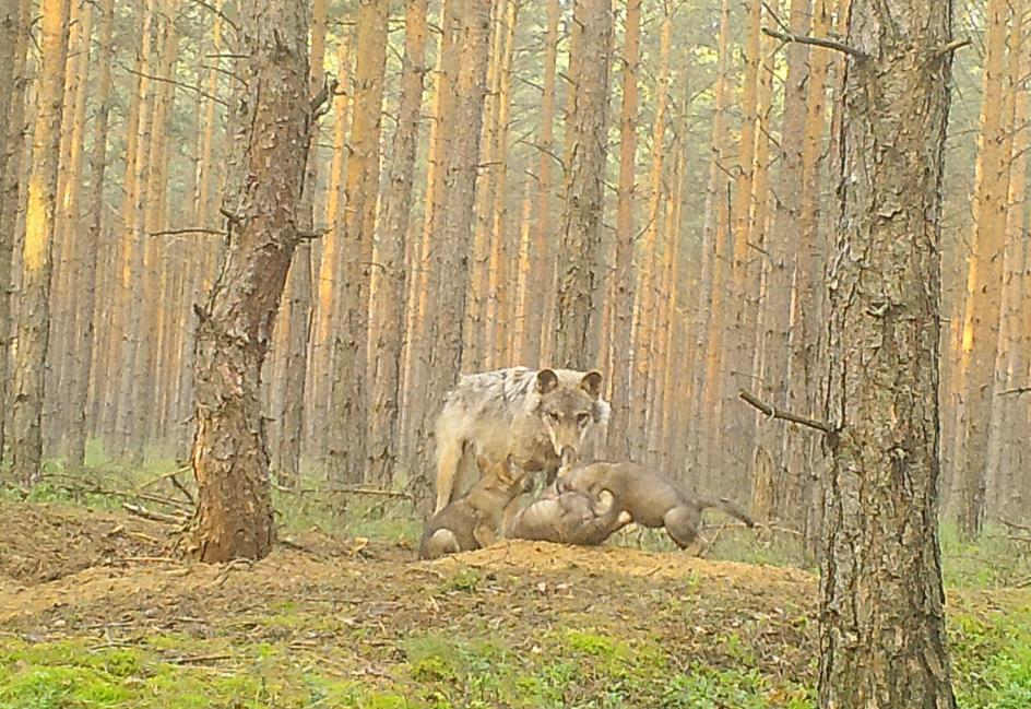 Zdjęcie z foto-pułapki. Fot. 12.  Zdjęcie z foto-pułapki.