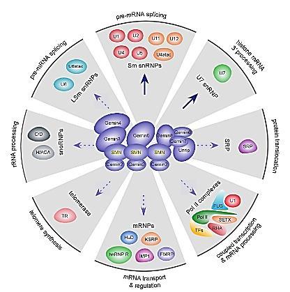 Funkcje SMN: głównie RNA procesowanie