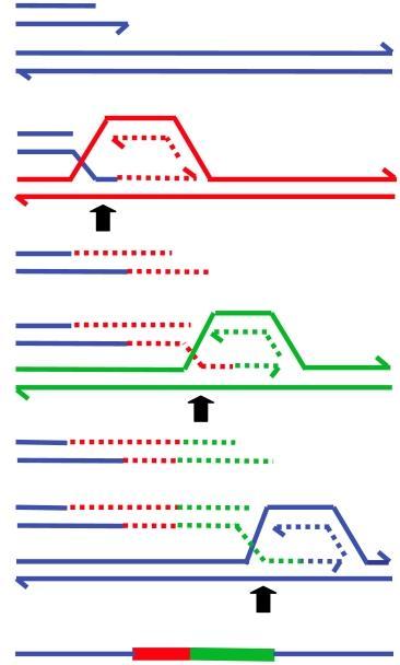 mikrohomologii (MMBiR) Retrotranspozycja z udziałem