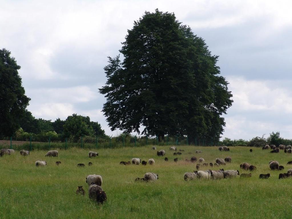 Alternatywne kierunki wykorzystywania owiec Wypas Nadanie wypasowi owiec nowego znaczenia i funkcji: wypas kulturowy ochrona