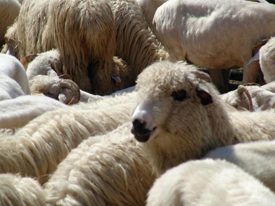 Alternatywne kierunki wykorzystywania owiec Wypas kulturowy Wypasy tego typu prowadzone są na ograniczonym obszarze. Dotyczy to rejonu Tatr i w mniejszym stopniu Gorców.