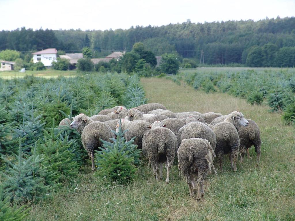 Alternatywne kierunki wykorzystywania owiec Wypas na plantacjach drzewek ozdobnych o Rozwiązanie problemu wykaszania trawy z