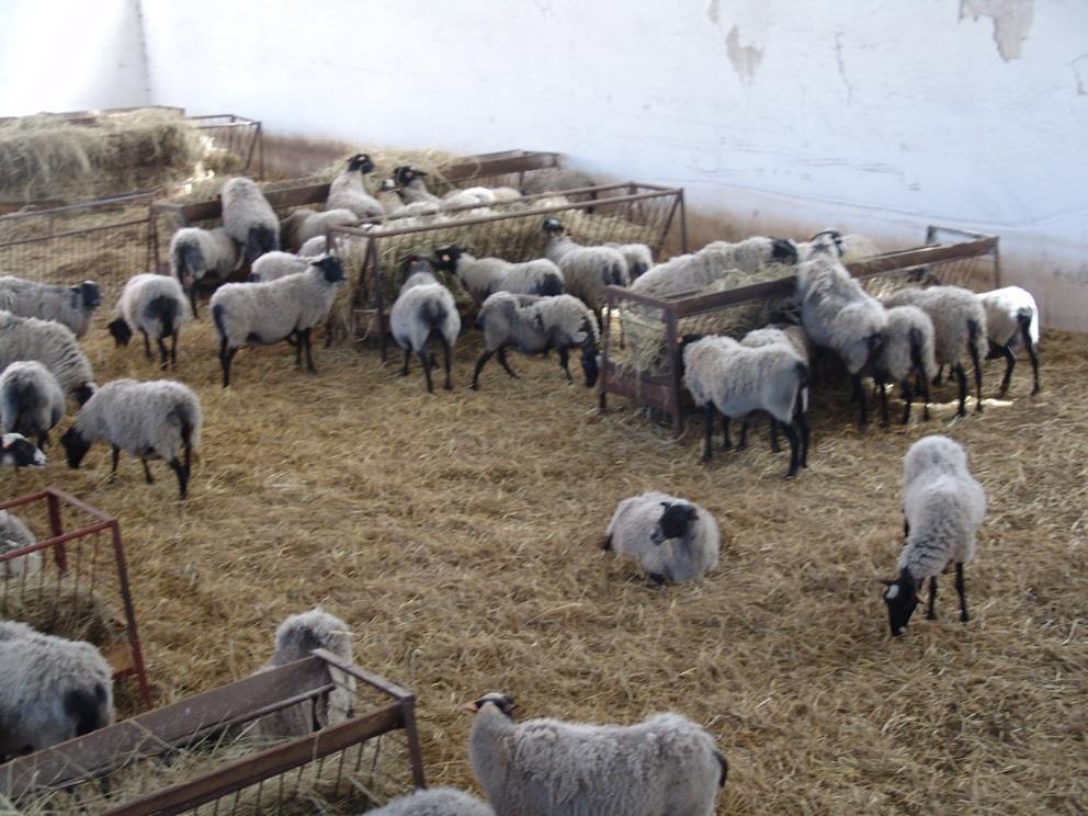 Charakter chowu i hodowli owiec Utrzymanie