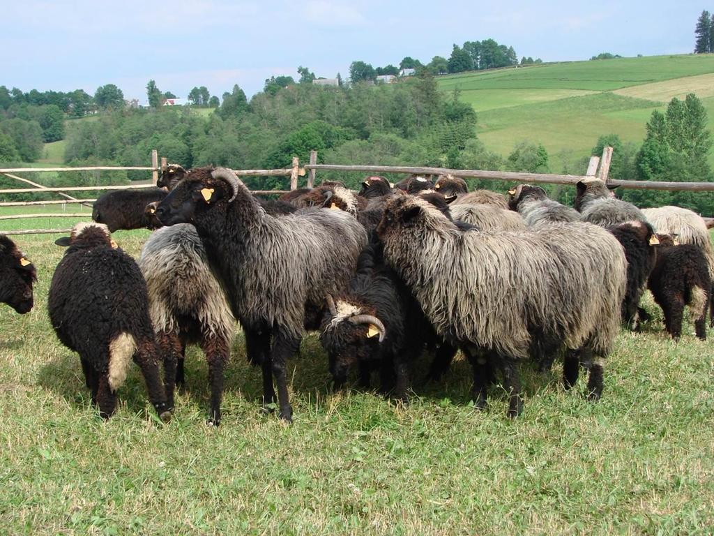 Tradycyjne kierunki wykorzystywania owiec Pozyskiwanie wełny i skór