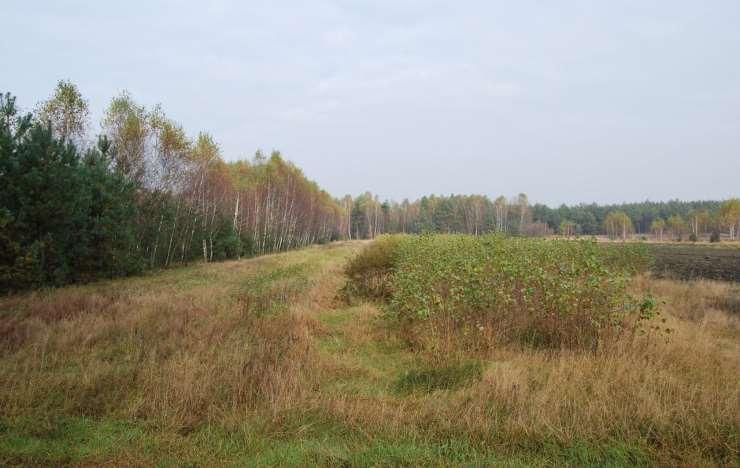 Example of chronosequence in Dobieszyn The vegetation patches were classified according to