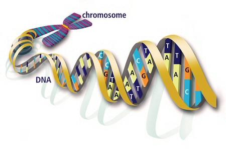 DNA Genom