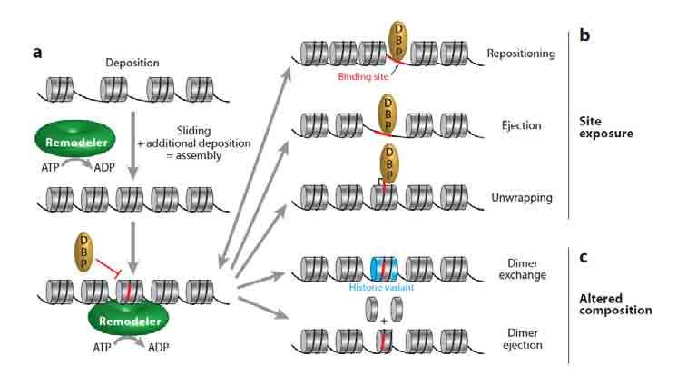Przebudowa chromatyny: przesunięcie oktameru histonowego usunięcie oktameru histonowego odsłoni onięcie DNA rozwinięcie nici DNA zamiana dimeru H2A-H2B H2B