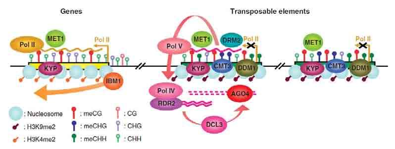 DDM1 (decrease DDM1 decrease in DNA methylation1 ATPaza z rodziny SWI/SNF u A. thaliana DNA methylation1) : DDM1 jest specyficznie zaangażowana w metylację transpozonów GENY A.