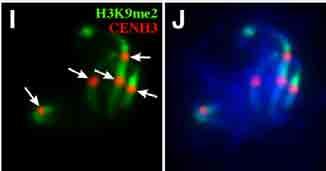 Histon CENH3: centromery CENH3 H3 nukleosomy w centromerach zawierają wariant histonu H3: CENH3 (CENP-A u zwierząt) centromery zawierające CENH3 są otoczone obszarem bogatym w metylacje H3K9me2