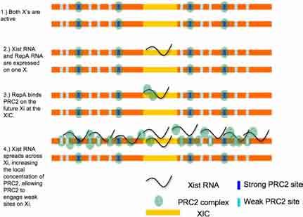 ) metylacja DNA /już po inaktywacji chromosomu tzw.