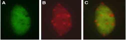 Heterochromatyna i euchromatyna tworzą obszary o różnej r gęstog stości w jądrze j komórkowym Euchromatin DAPI merge heterochromatyna centromerowa i