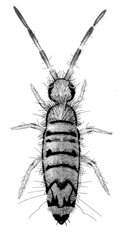 404 Entognatha Tabela 13. Liczba gatunków poszczególnych jednostek taksonomicznych skoczogonków (Collembola) w Polsce Table 13.