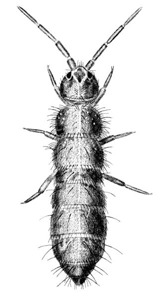 Entognatha 405 others the fourth abdominal segment and by long antennae and a long furca. The body ranges from poorly pigmented to coloured, and is sometimes covered in cuticular scales.