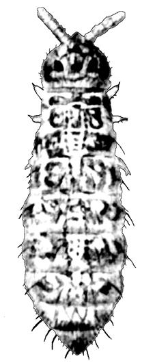 Isotomidae Jedna z najliczniejszych gatunkowo i najszerzej rozprzestrzenionych rodzin Collembola w Palearktyce.