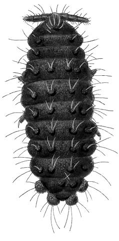 406 Entognatha zredukowane. Wide³ki skokowe, skrócone b¹dÿ zredukowane. Cech¹ charakterystyczn¹ dla gatunków z tej rodziny jest obecnoœæ w pe³ni rozwiniêtych szczêk i uwaczek z p³ytk¹ tr¹c¹.