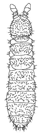 Entognatha 407 represented in Poland by Morulina verrucosa, a form endemic to the Carpathians.