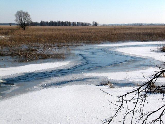 Ryc. 6.2 Rozległe trzcinowiska na południe od grobli pod Kurowem (fot. D.