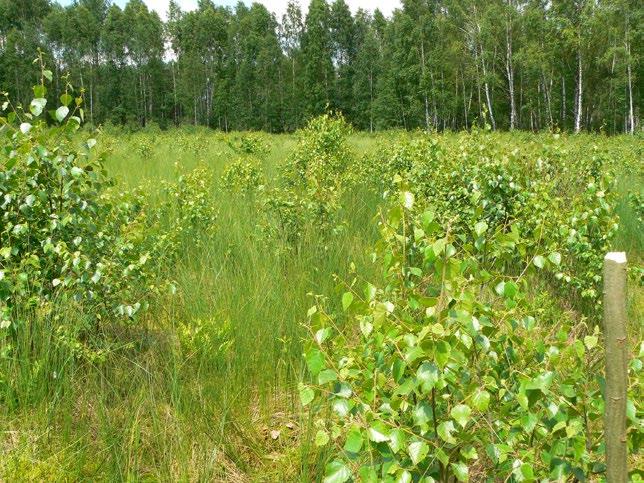 Ryc. 6.4 Zbiorowisko Caricetum lasiocarpae na torfowisku przejściowym, zarastające brzozą omszoną, odnawiającą się po zabiegach ochronnych (fot. A.