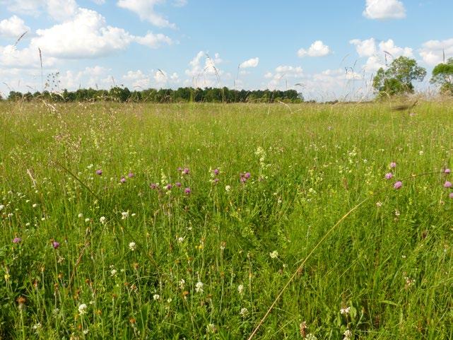 na terenach użytkowanych jako pastwiska w okolicach miejscowości Łapy-Szołajdy i Łapy-Pluśniaki oraz w kompleksie łąk intensywnie użytkowanych pod Łupianką Starą.