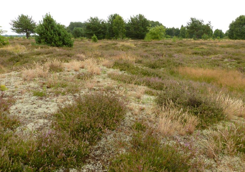 pospolita Agrostis capillaris i wrzos Calluna vulgaris, nierzadko notowano także fiołka psiego Viola canina i pięciornika kurze ziele Potentilla erecta.