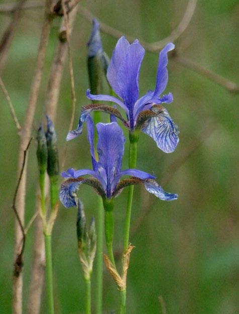 Ryc. 6.21 Kosaciec syberyjski Iris sibirica (fot. D. Wołkowycki, 2016) Iris sibirica (Ryc. 6.21) odnotowano na ponad 10 stanowiskach.