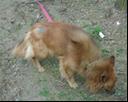 pies samica 2 lat rudy, chora z brakiem sierści