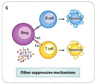 Immune regulatory