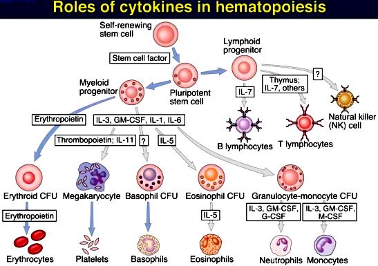 Cytokiny w