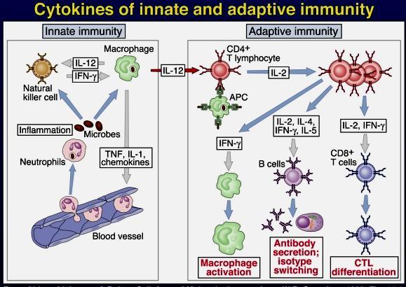 Cytokiny w