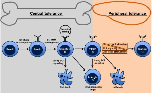 Mechanizmy tolerancji limfocytów B