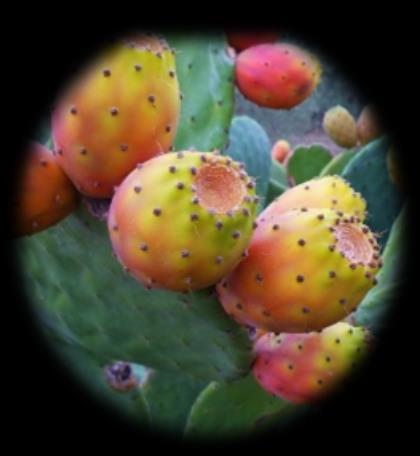 BIOVAX OPUNTIA OIL & MANGO EFEKT