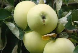 Po przechowaniu nabierają charakterystycznego aromatu i smaku, których nie ma żadna inna odmiana jabłoni Boiken, Gloster, James Grieve, Wealthy Potocznie nazywana Papierówką Owoce żółte, doskonałe