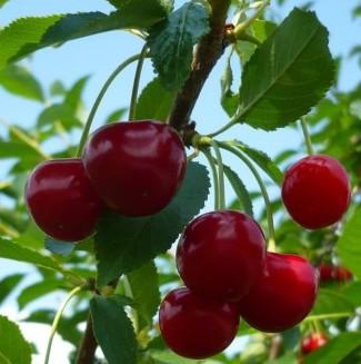 VII Wiśnie Groniasta z Ujfehertoi dojrzewają najczęściej w połowie lipca. Jeśli jest ciepło owoce można zbierać nawet już w pierwszej połowie lipca.