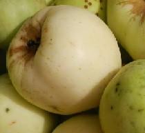 Odmiana jabłoni umiarkowanie wrażliwa na mróz i na choroby grzybowe. Jest dobrym zapylaczem dla innych odmian jabłoni.