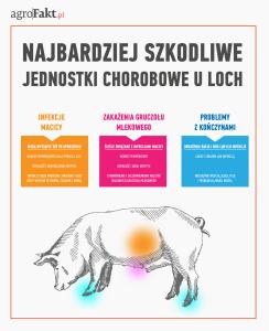 .pl Najbardziej szkodliwe jednostki chorobowe u loch. Uwaga na choroby! Istnieje wiele jednostek chorobowych loch, które prowadzą do słabych wyników w odchowie.